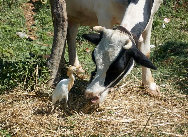 Cattle egret also having lunch