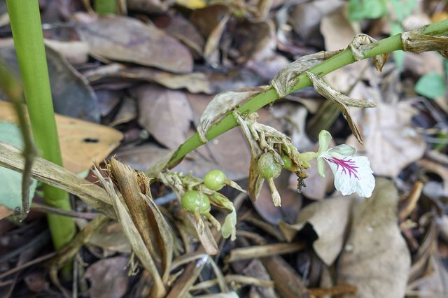 Cardamom