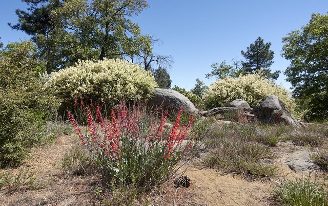 Penstemon and ceonothus