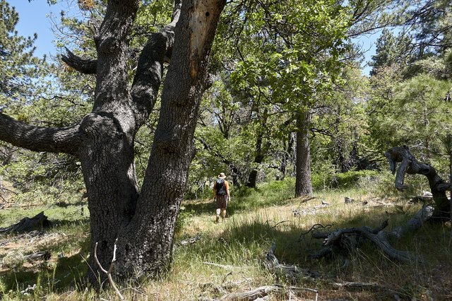 Black oak woodland