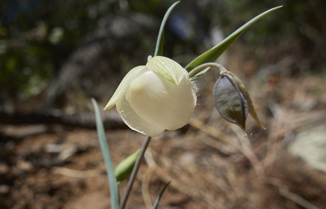 Fairy lantern, Calochortus albus