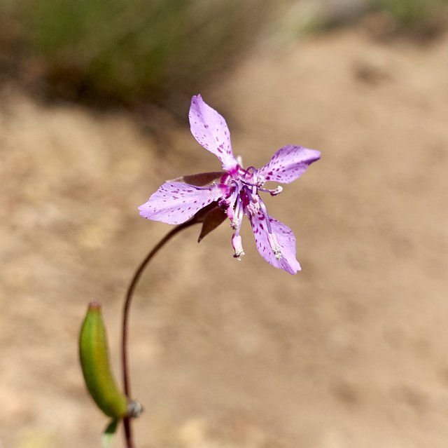 Clarkia similis, Ramona clarkia