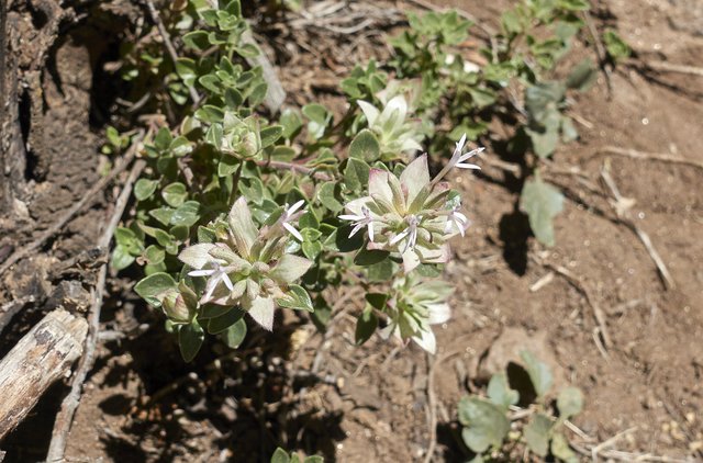 Mystery plant.  Collinsia?