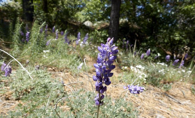 Lupine sp.