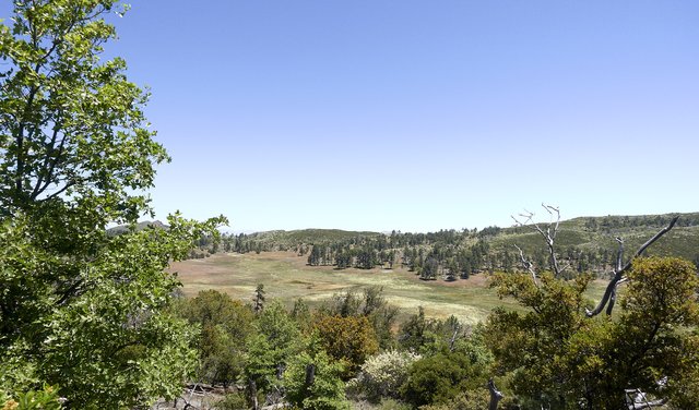 Upper Laguna meadown, with cream cups