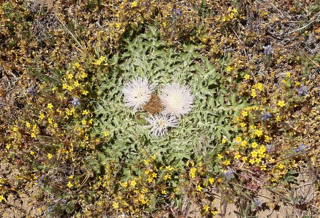 Cirsium scariosum var. americanum (dinnerplate thistle)