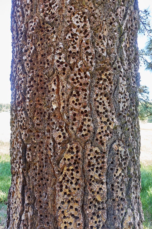 Woodpecker (and blue jay) granary