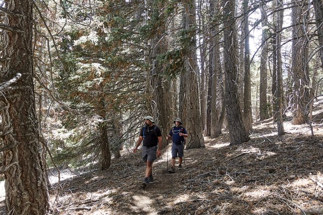 Through the red fir forest