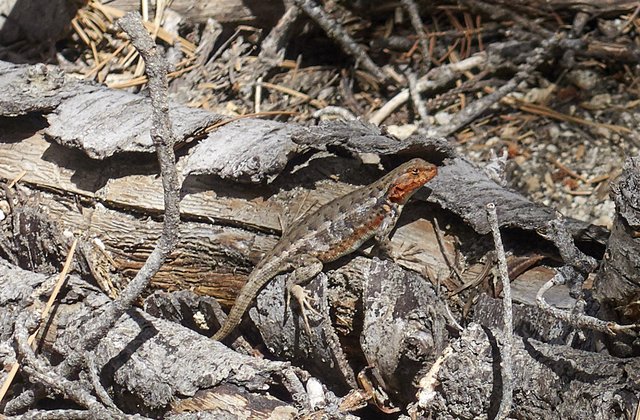 Lizard with mating color