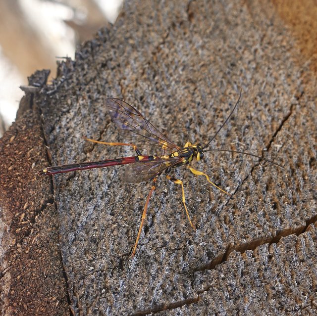 Giant ichneumon wasp