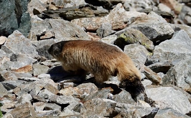 Alpine marmot, scurrying away