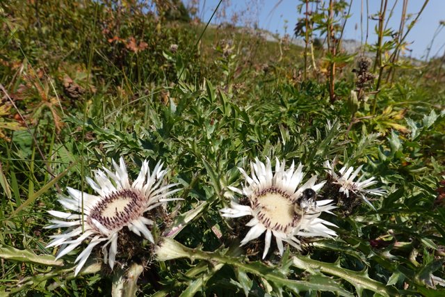 Strawflowers