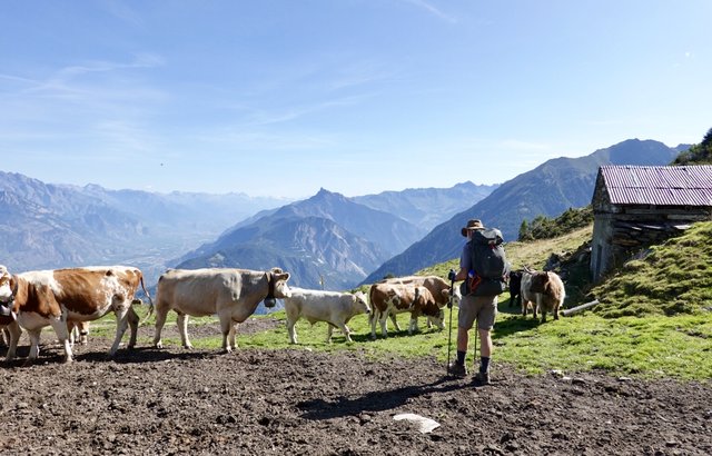 Bovine path