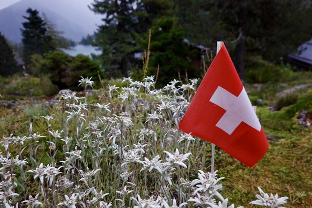 Edelweiss