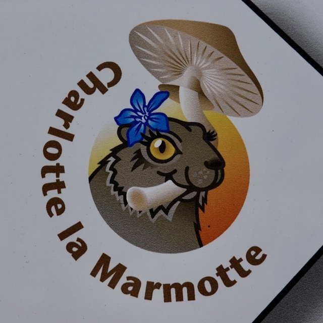 Charlotte the marmot