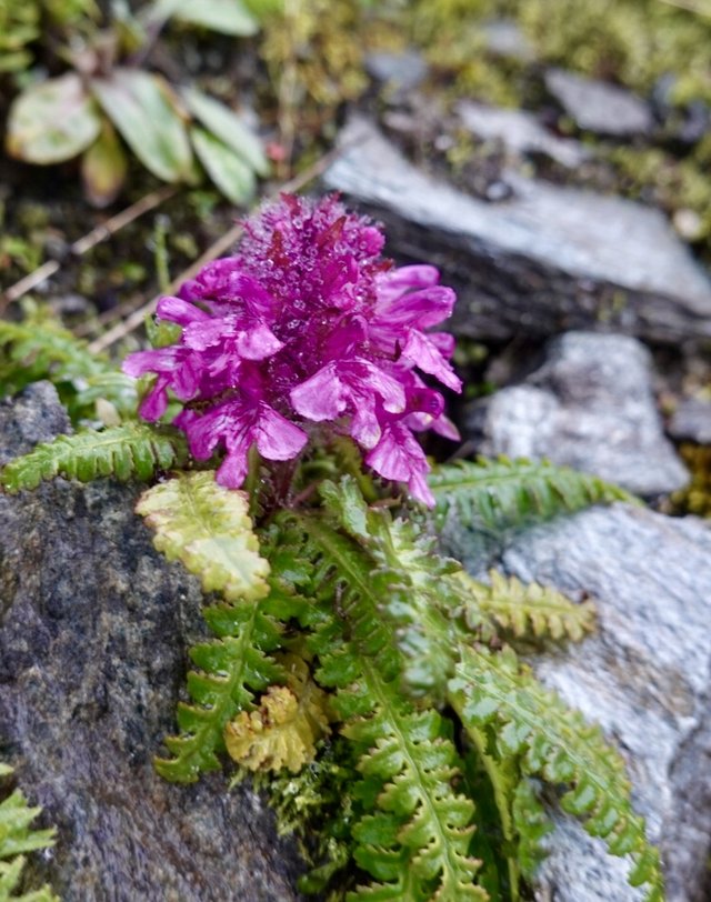 Pink wildflower