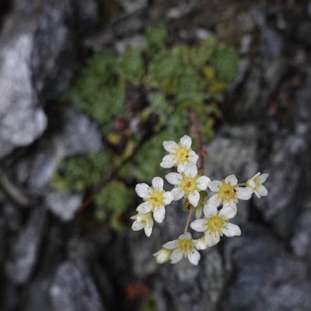 Another pretty wildflower