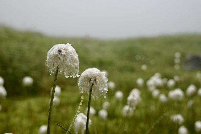 “Snow ball” wildflowers