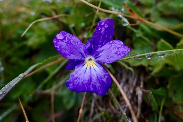 Viola odorata