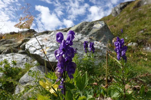 More flowers