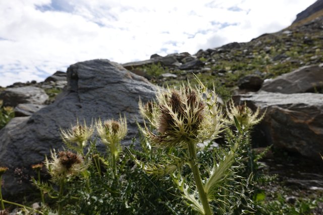 Odd thistles plant