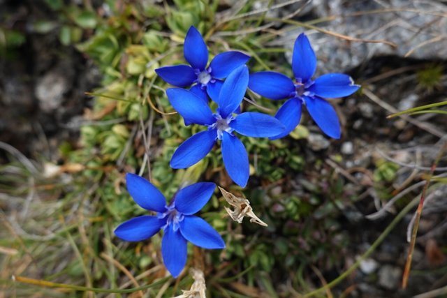 Gentians, shocking blue