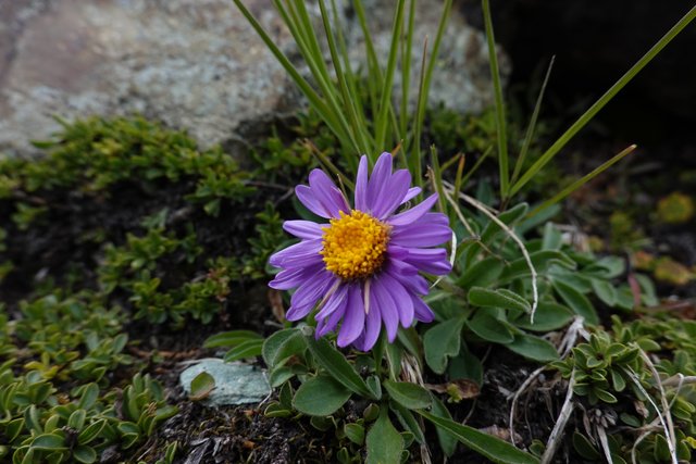 Purple daisy, YAFA