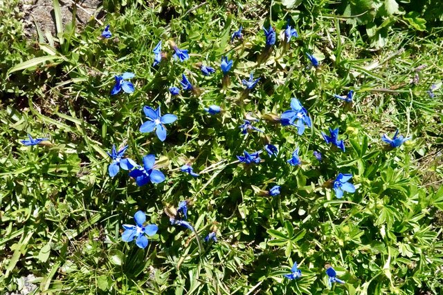 A pocket of gentians