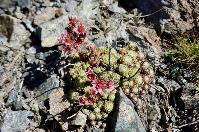 Stonecrop