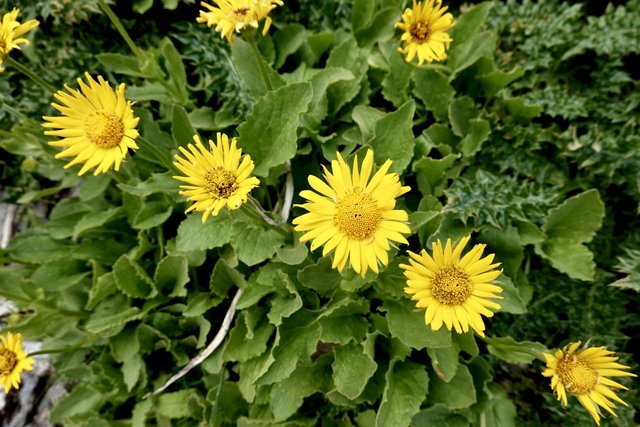 spray of sunflowers