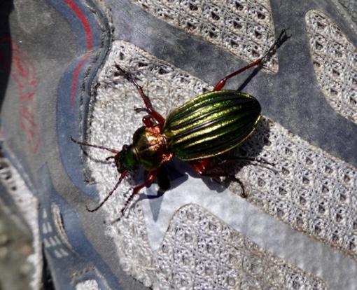 Jewel beetle on my shoe