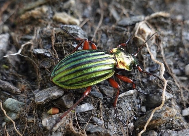 Beetle scurrying away