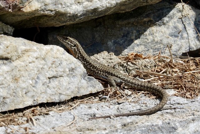 Wall lizard