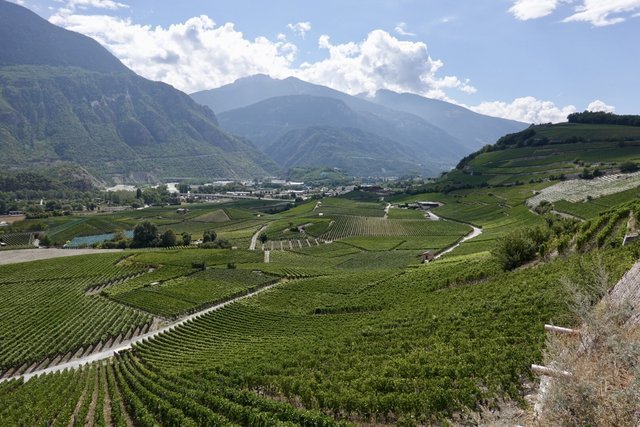 Tidy vineyards