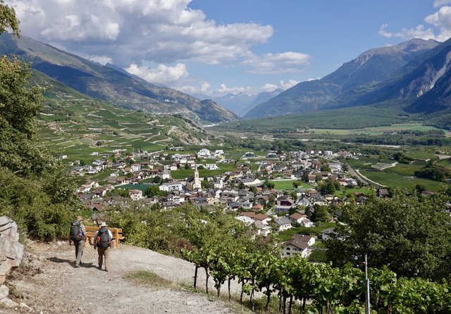 Wine walking, Salgesch, Wallis, Switzerland