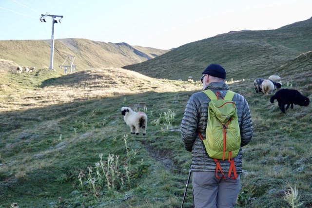 Alpine sheep