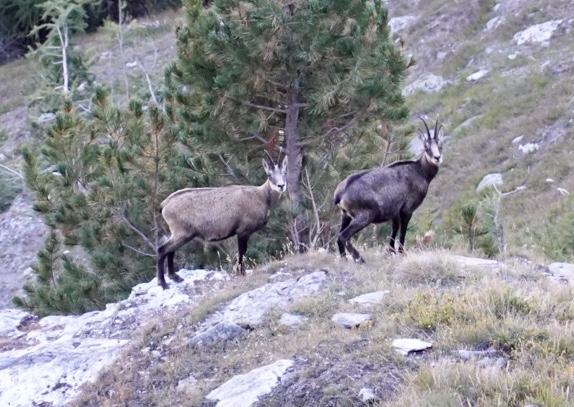 Chamois