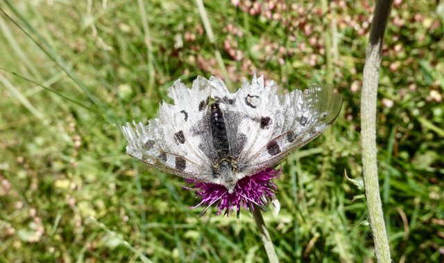 Very tattered butterfly