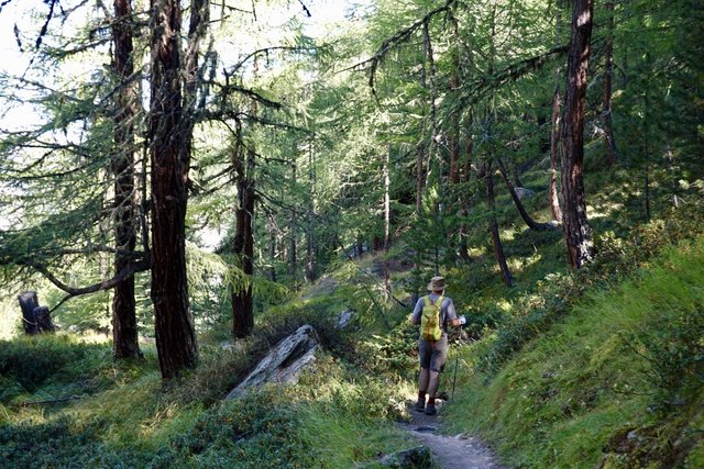 Larch woods gave decent shade on this hot day