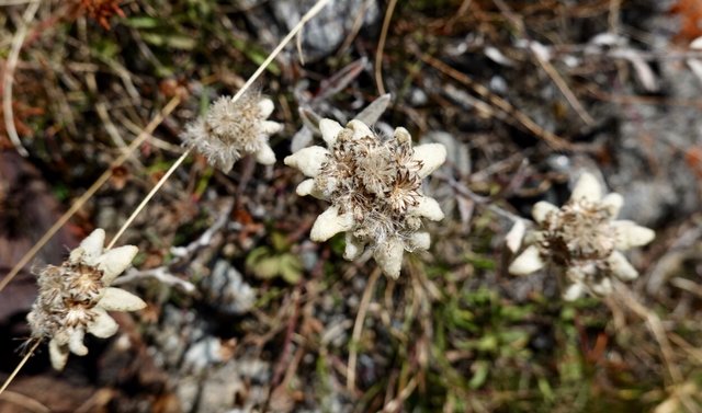 Found some edelweiss!