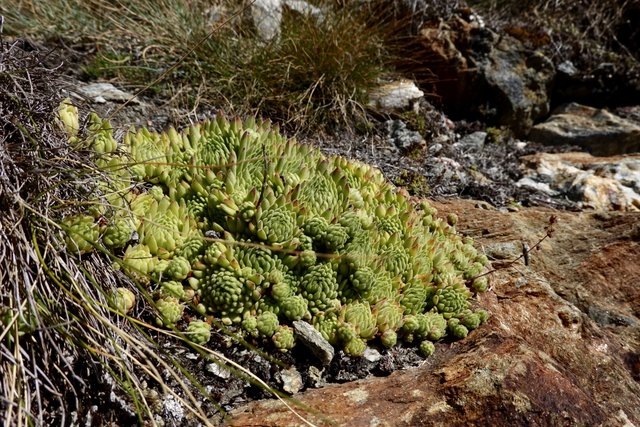 Stonecrop