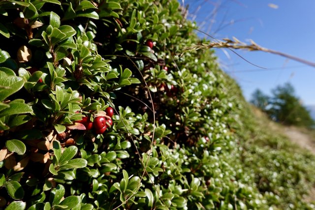 Vaccinium vitis-idaea