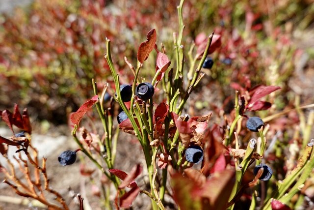 Berries—not really tasty, sadly