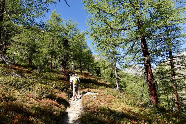 Larch woods