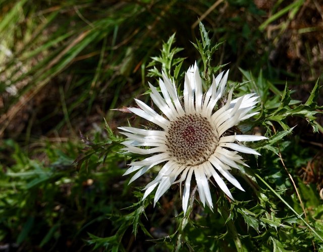 Silver thistle, Carlina acaulis