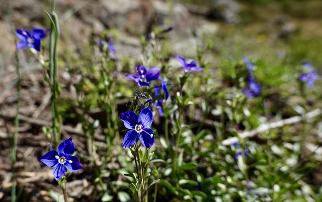 A very blue flower