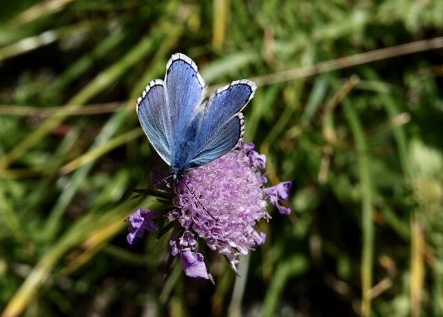 Blue butterfly