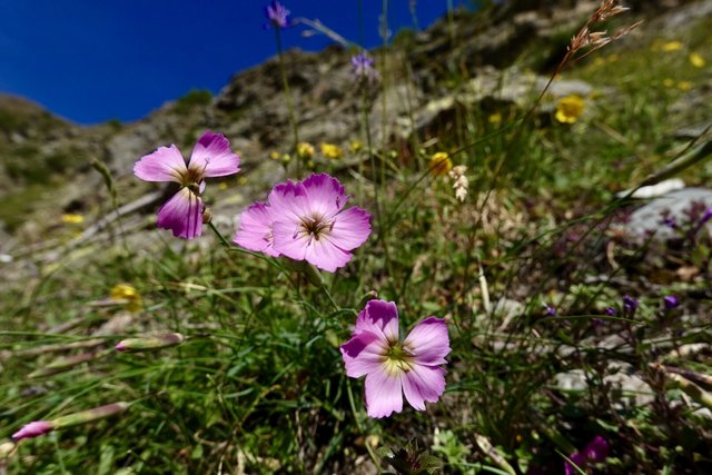 A carnation, or Dianthus silvestris