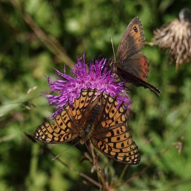 Butterflies on thistle