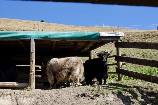 Yaks